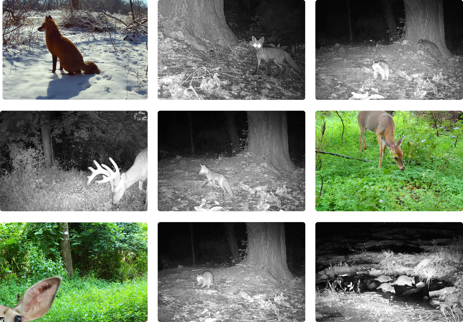 motion camera photos