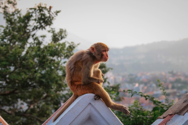 wildlife photo 2