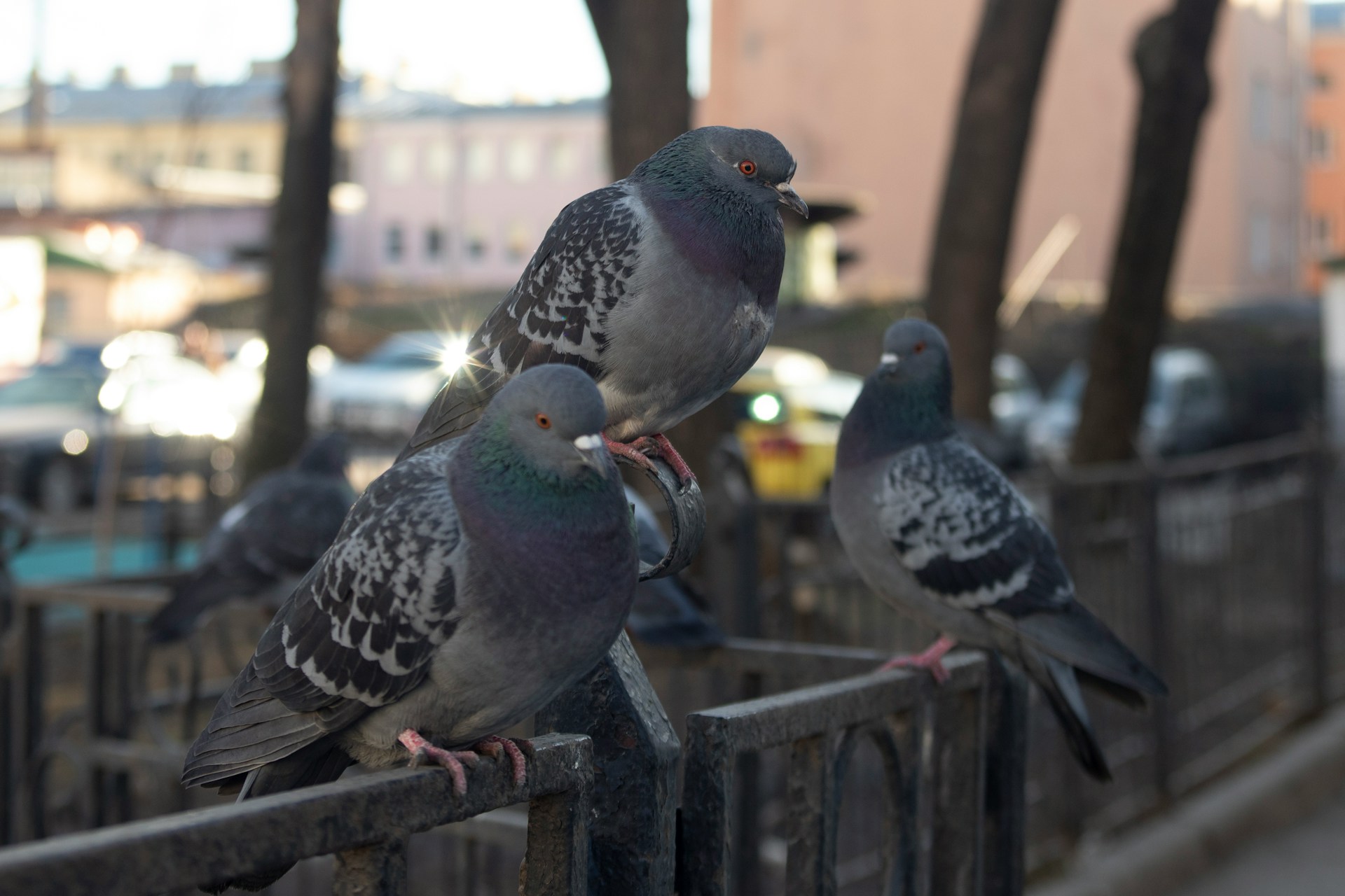wildlife photo 4