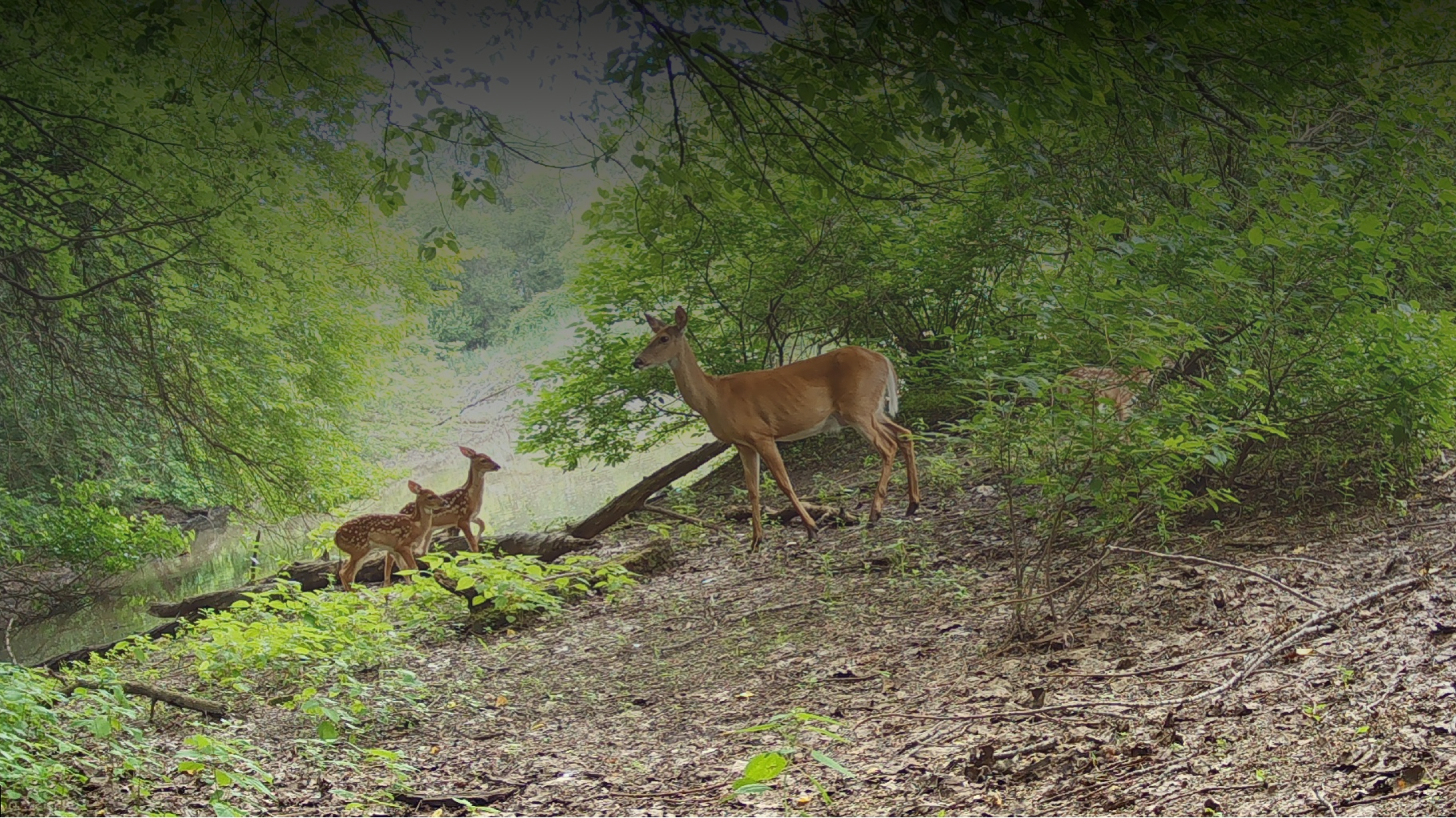 Forest with deer
