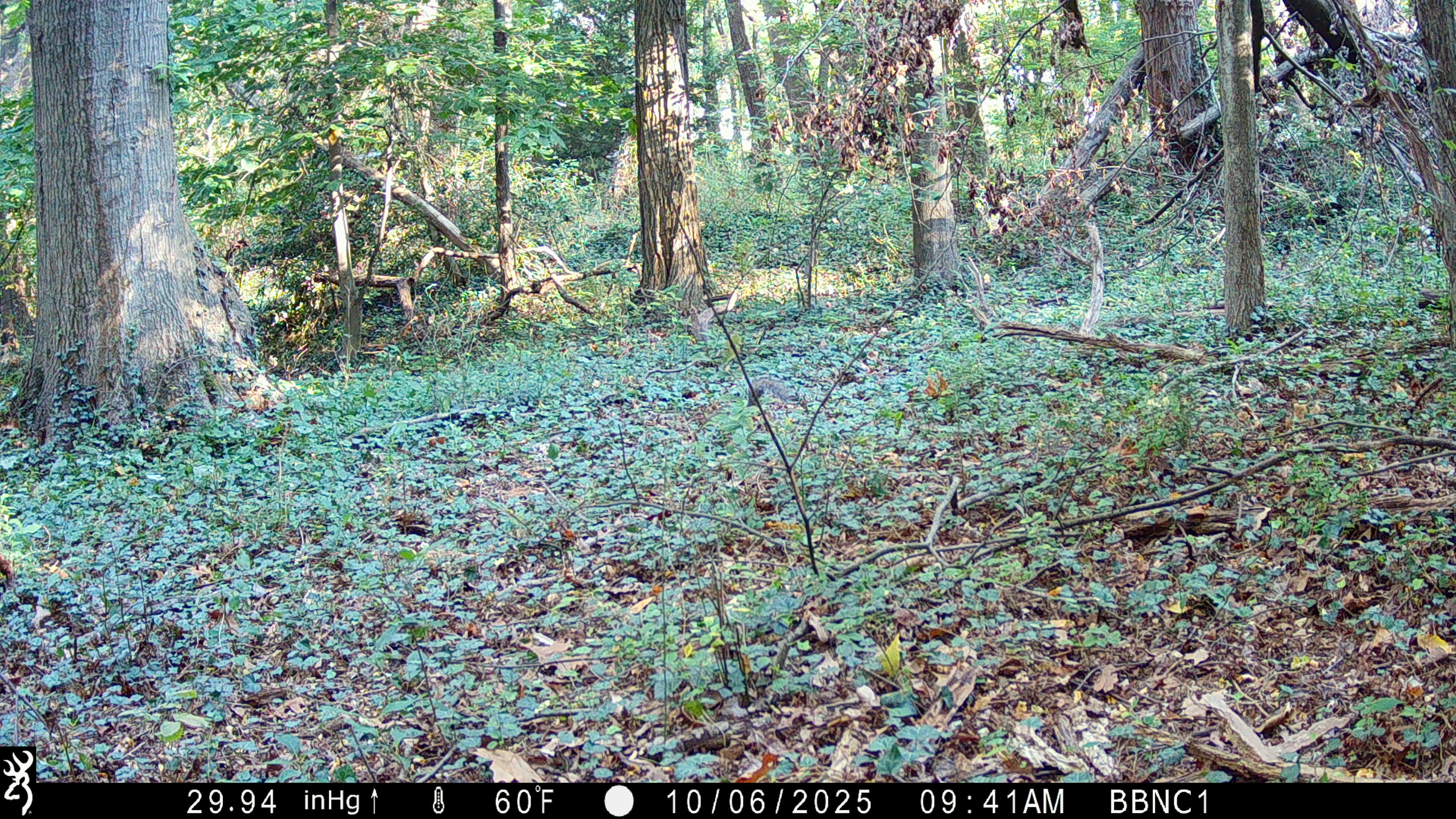 find squirrel