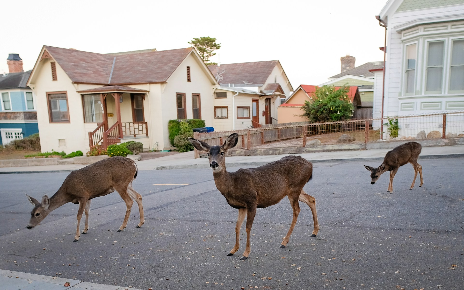 city wildlife